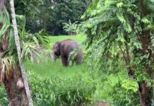 Mahout and Assistant Killed in Elephant Attack After Rakwana Poson Procession