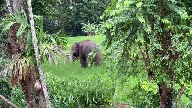 Rakwan Elephant