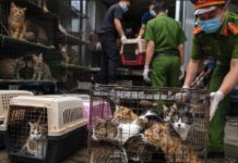 Vietnam Police Bust Cat Theft Ring, Rescue Over 400 Animals Bound for Slaughter