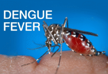 Sri Lanka’s Dengue Cases Exceed 65,000 as Western Province Accounts for Over Half