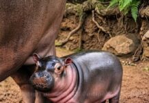 Children Invited to Name Newborn Hippopotamus at Dehiwala Zoo