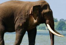 Elephant Kawanthissa Shows Signs of Improvement