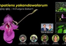New Endemic Plant Species Discovered in Kithulgala