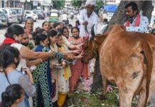 Indian Court Sentences Three to Life Imprisonment in Cow Slaughter Case