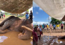 Public Urged to Avoid Gathering Near Critically Ill Elephant Kawanthissa