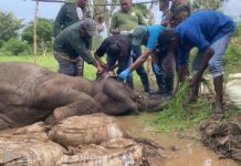 Veterinary Treatment Provided to Sick Elephant Calf in Medawachchiya