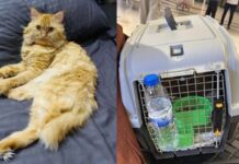 Missing Sri Lankan Passenger’s Cat Found at Dubai Airport After Week-Long Search